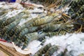 Fresh shrimp or prawn on Ice for selling at seafood market, Thailand Royalty Free Stock Photo