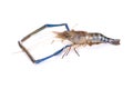 Fresh shrimp,prawn isolated on white background.clipping path Royalty Free Stock Photo