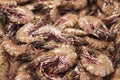 Fresh shrimp or prawn s on ice. Seafood market. Fresh just caught seafood delicacies. Royalty Free Stock Photo