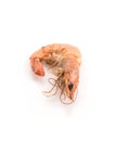 fresh shrimp/prawn Royalty Free Stock Photo