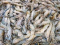 Fresh shrimp prawns for sale in the market seafood restaurant, raw shrimps on ice Royalty Free Stock Photo