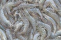 Fresh shrimp sold at the seafood market Royalty Free Stock Photo