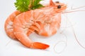 Fresh shrimp on white plate with ingredients coriander - Cooking seafood shrimps prawns served white background close up shrimp Royalty Free Stock Photo