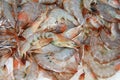 Fresh shrimps