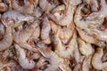 Fresh shrimps Royalty Free Stock Photo