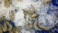 Fresh shrimps on crushed ice