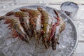 Fresh shrimps on ice cubes. Royalty Free Stock Photo