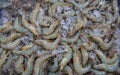 Fresh shrimps on the ice on display and sale in fish shop. fresh shrimps from top view ready for sale at the market, Royalty Free Stock Photo