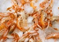 Fresh shrimps on ice Royalty Free Stock Photo