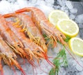 Fresh shrimps on ice with salad and lemon slice Royalty Free Stock Photo