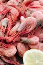 Fresh Shrimps Royalty Free Stock Photo