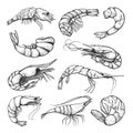 Fresh shrimps, prawn hand drawn illustrations set Royalty Free Stock Photo