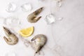 Fresh shrimps, raw prawns with lemon slices and ice cubes Royalty Free Stock Photo