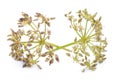 Fresh sichuan pepper on white background