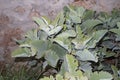 Kalanchoe beharensis close up