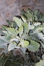 Kalanchoe beharensis fresh foliage