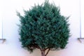 Fresh silver blue color juniper bush isolated in front of white stucco wall