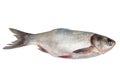 Fresh silver carp fish