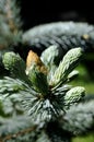 Fresh silver fir Royalty Free Stock Photo