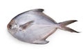 fresh silver pomfret fish Royalty Free Stock Photo