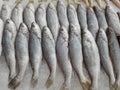 Fresh Silver Sillago fishes