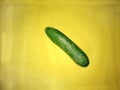 Fresh Single cucumber isolated on yellow background. Vegetables wallpaper concept Royalty Free Stock Photo