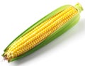 Fresh Single Ear of Corn Isolated on White Background Royalty Free Stock Photo