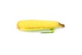 Fresh Single ear of corn isolated on white background Royalty Free Stock Photo