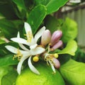 Fresh single flower green lemon tree green leaf Royalty Free Stock Photo