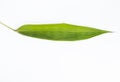 Fresh single fresh green bamboo leaf Royalty Free Stock Photo