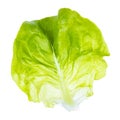 Fresh single leaf of butterhead lettuce isolated