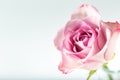 Fresh single lilac rose in front of a white background. Close-up. Royalty Free Stock Photo