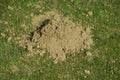 Fresh single mole pile close-up in a spring meadow
