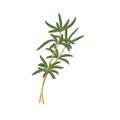 Fresh single sprigs of summer savory Royalty Free Stock Photo