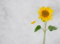 Fresh single yellow sunflower on white background