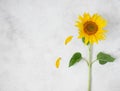 Fresh single yellow sunflower on white background Royalty Free Stock Photo