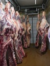 Many fresh slaughtered cattle halves are hanging in the cold store of a slaughterhouse in Germany, Schleswig-Holstein