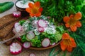 Fresh sliced cucumber salad and radishes with sour cream and herbs Royalty Free Stock Photo