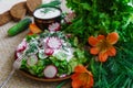 Fresh sliced cucumber salad and radishes with sour cream and herbs Royalty Free Stock Photo