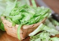 Fresh sliced Iceberg lettuce Royalty Free Stock Photo