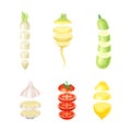 Fresh sliced vegetables set. Zucchini, daikon, garlic, lemon, tomato organic vegetable lying in vertical rows vector