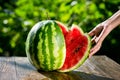 Fresh sliced watermelon wooden background,Ripe striped watermelon,Close-up of fresh slices of red watermelon,sweet harvest. Water Royalty Free Stock Photo