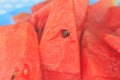 Fresh slices red watermelon Royalty Free Stock Photo
