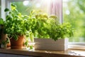 A fresh small culinary herb garden on a sunny windowsill in the kitchen. Generative AI