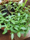 Fresh small flowering green plants in pot