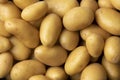 Fresh small new potatoes close up Royalty Free Stock Photo