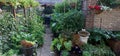 Fresh small organic vegetable garden. small backyard with raised planting beds and little greenhouse. vertical gardening.