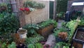 Fresh small organic vegetable garden. small backyard with raised planting beds. and little greenhouse. vertical gardening. Royalty Free Stock Photo