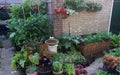 Fresh small organic vegetable garden. urban backyard with raised planting beds. vertical gardening. urban city. basic food.