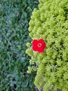 Fresh small Red flower in pretty green grass